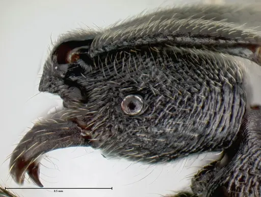 Simopelta oculata specimen INB0003659405 image inb0003659405_3