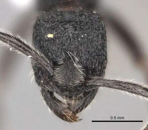 Simopelta paeminosa specimen CASENT0217574 image casent0217574_2