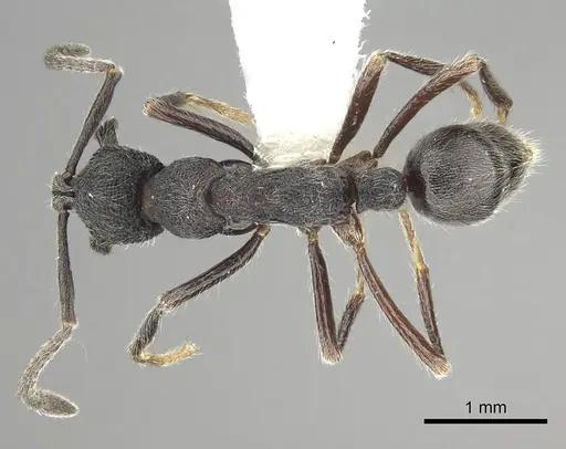 Simopelta paeminosa specimen CASENT0249244 image casent0249244_1
