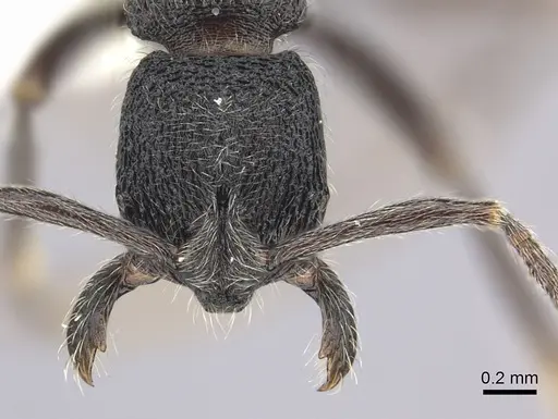 Simopelta paeminosa specimen CASENT0249244 image casent0249244_2