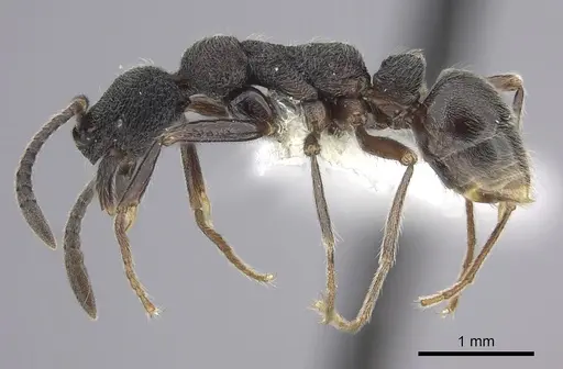 Simopelta paeminosa specimen CASENT0249244 image casent0249244_3
