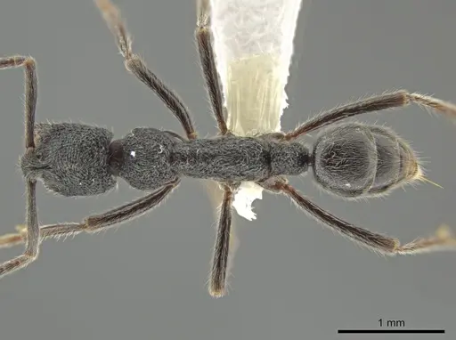 Simopelta paeminosa specimen CASENT0631424 image casent0631424_1