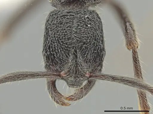 Simopelta paeminosa specimen CASENT0631424 image casent0631424_2