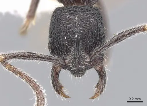 Simopelta paeminosa specimen CASENT0902468 image casent0902468_2