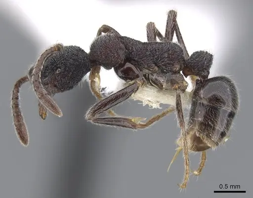 Simopelta paeminosa specimen CASENT0902468 image casent0902468_3