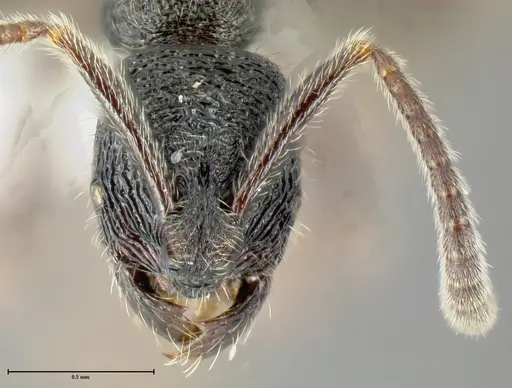 Simopelta paeminosa specimen INBIOCRI001279792 image inbiocri001279792_1