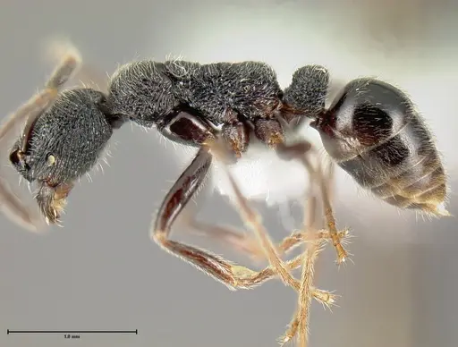 Simopelta paeminosa specimen INBIOCRI001279792 image inbiocri001279792_2