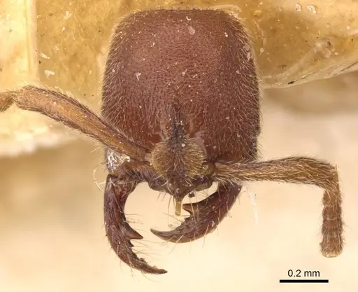 Simopelta pergandei specimen CASENT0907294 image casent0907294_2