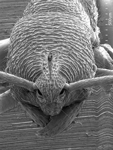 Simopelta transversa specimen ANTWEB1008589 image antweb1008589_2