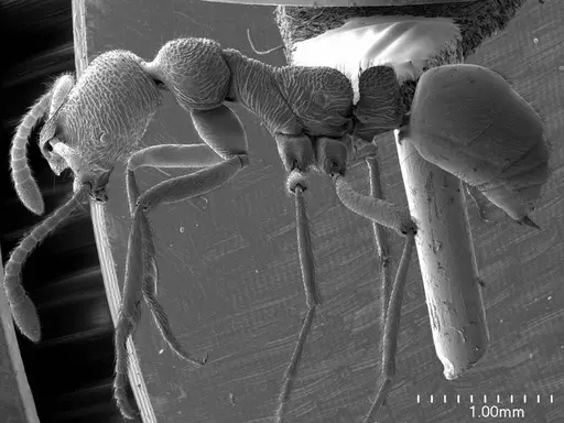 Simopelta transversa specimen ANTWEB1008589 image antweb1008589_3