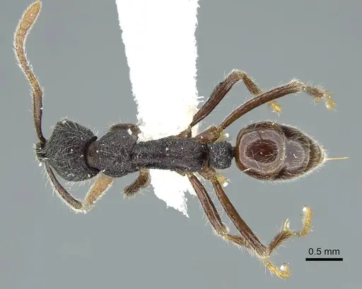 Simopelta transversa specimen CASENT0914499 image casent0914499_1