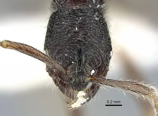 Simopelta transversa specimen CASENT0914499 image casent0914499_2