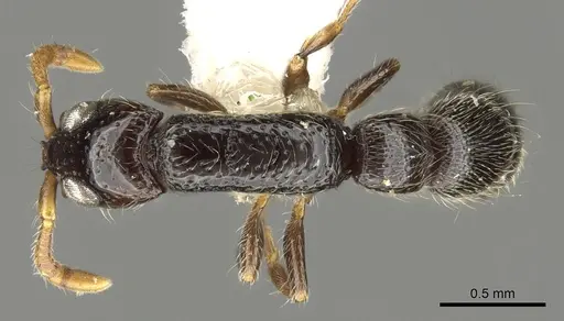 Simopone amana specimen CASENT0902701 image casent0902701_1