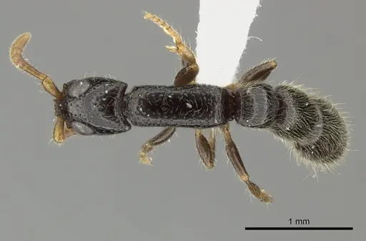 Simopone annettae specimen CASENT0004507 image casent0004507_1