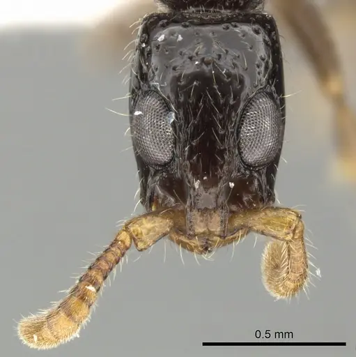 Simopone annettae specimen CASENT0004507 image casent0004507_2