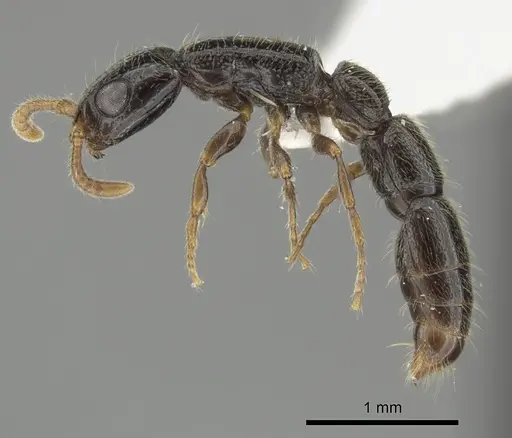 Simopone annettae specimen CASENT0004507 image casent0004507_3