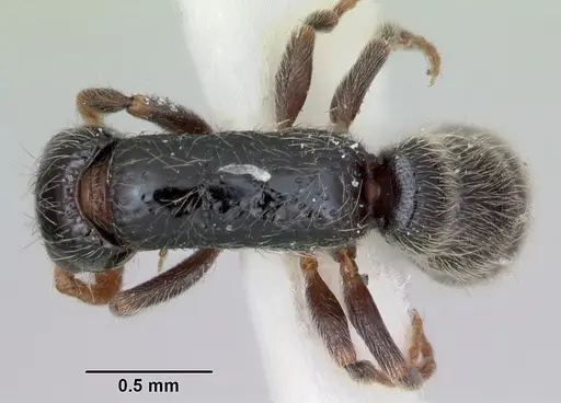 Simopone annettae specimen CASENT0173048 image casent0173048_1