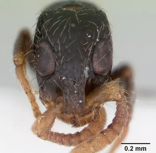 Simopone annettae specimen CASENT0173048 image casent0173048_2