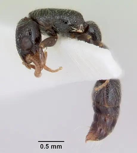 Simopone annettae specimen CASENT0173048 image casent0173048_3