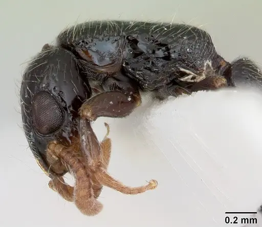Simopone annettae specimen CASENT0173048 image casent0173048_4