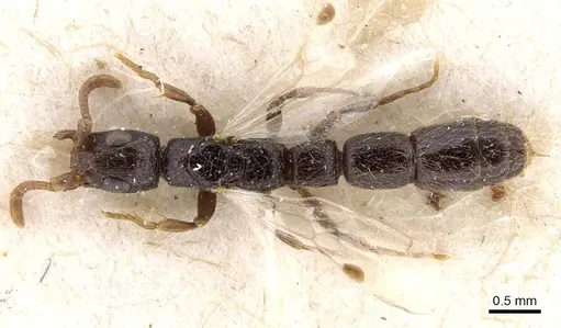 Simopone annettae specimen CASENT0911266 image casent0911266_1