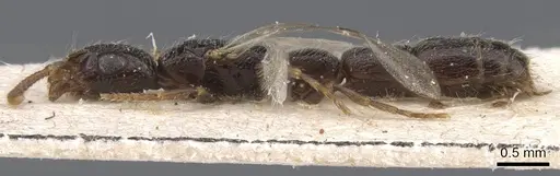 Simopone annettae specimen CASENT0911266 image casent0911266_3