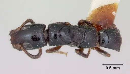 Simopone bakeri specimen CASENT0173045 image casent0173045_1