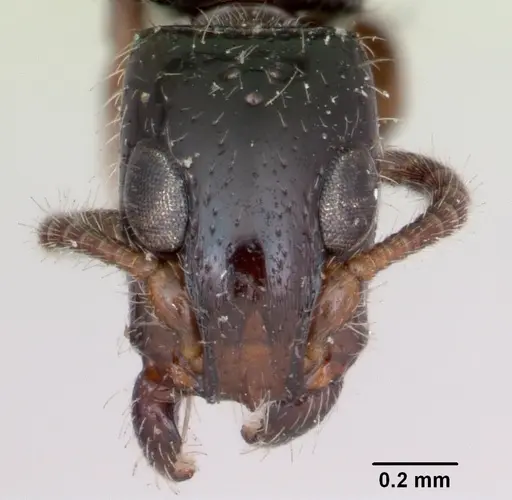 Simopone bakeri specimen CASENT0173045 image casent0173045_2