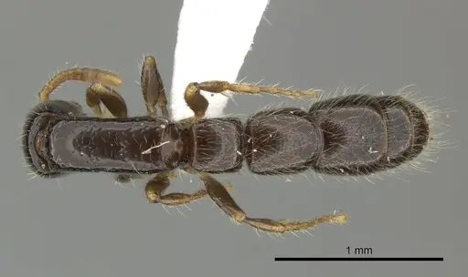 Simopone brunnea specimen CASENT0004504 image casent0004504_1