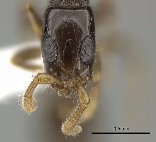 Simopone brunnea specimen CASENT0004504 image casent0004504_3