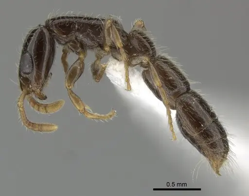 Simopone brunnea specimen CASENT0004504 image casent0004504_4