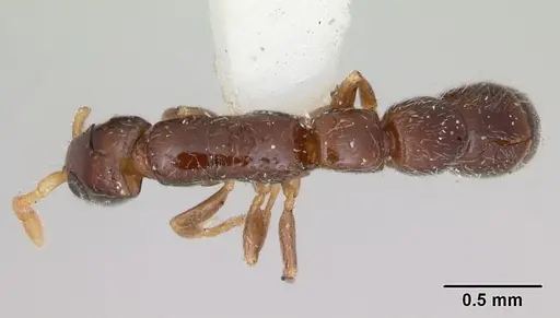 Simopone brunnea specimen CASENT0173050 image casent0173050_1