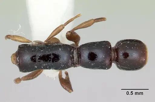 Simopone chapmani specimen CASENT0173044 image casent0173044_1