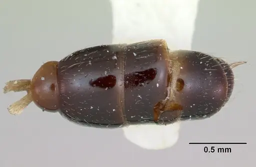 Simopone chapmani specimen CASENT0173044 image casent0173044_2