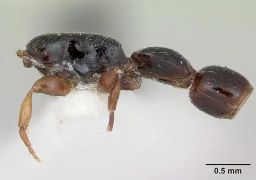 Simopone chapmani specimen CASENT0173044 image casent0173044_4