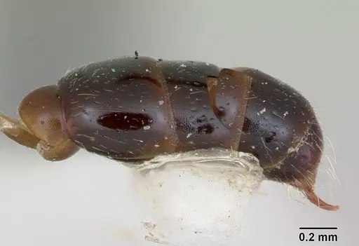Simopone chapmani specimen CASENT0173044 image casent0173044_5