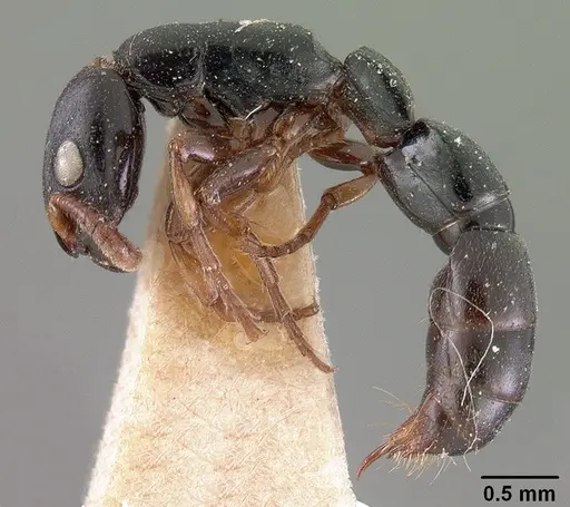 Simopone conradti specimen CASENT0102002 image casent0102002_3