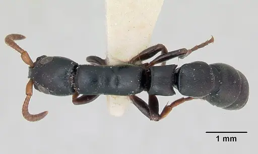 Simopone conradti specimen CASENT0173046 image casent0173046_1