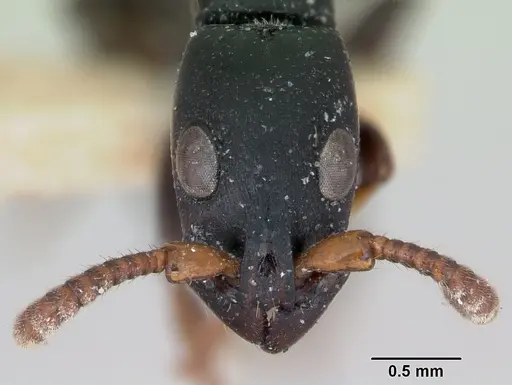 Simopone conradti specimen CASENT0173046 image casent0173046_2