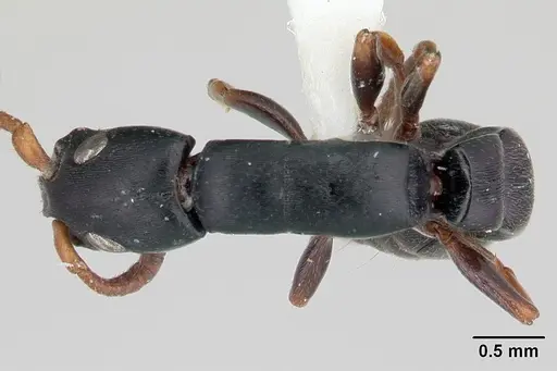 Simopone conradti specimen CASENT0178214 image casent0178214_1