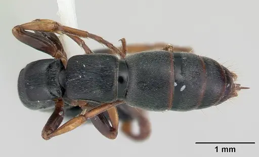 Simopone conradti specimen CASENT0178214 image casent0178214_2