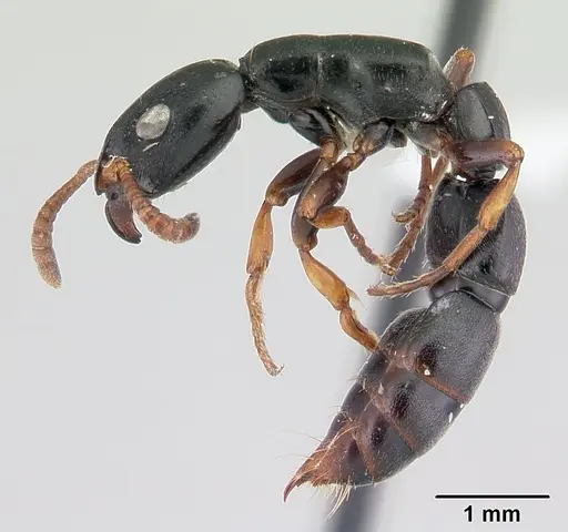 Simopone conradti specimen CASENT0178214 image casent0178214_4