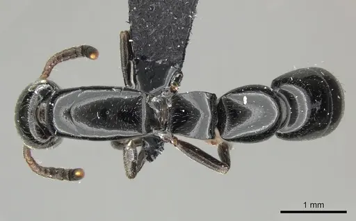 Simopone consimilis specimen CASENT0077387 image casent0077387_1