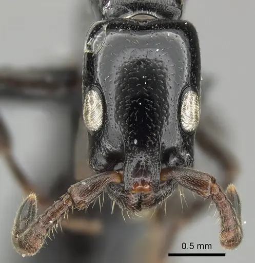 Simopone consimilis specimen CASENT0077387 image casent0077387_2