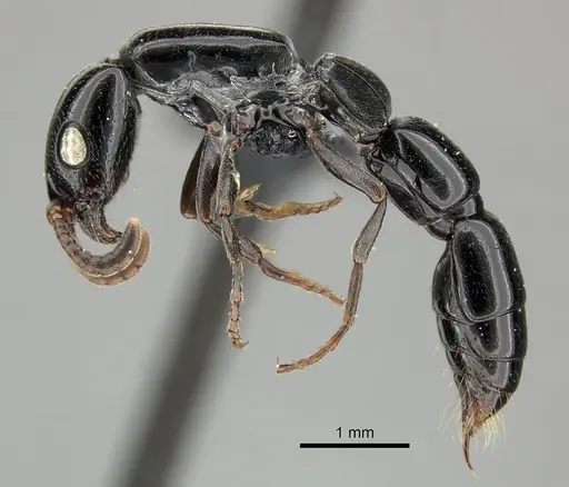 Simopone consimilis specimen CASENT0077387 image casent0077387_3