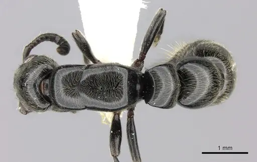 Simopone dignita specimen CASENT0009816 image casent0009816_1