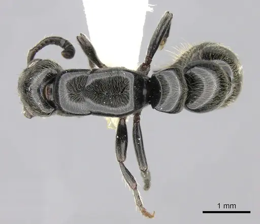 Simopone dignita specimen CASENT0009816 image casent0009816_2