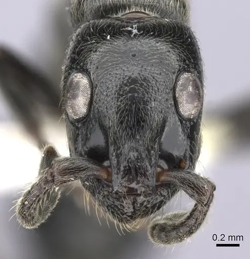 Simopone dignita specimen CASENT0009816 image casent0009816_3