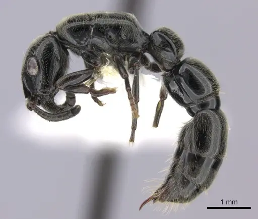 Simopone dignita specimen CASENT0009816 image casent0009816_4