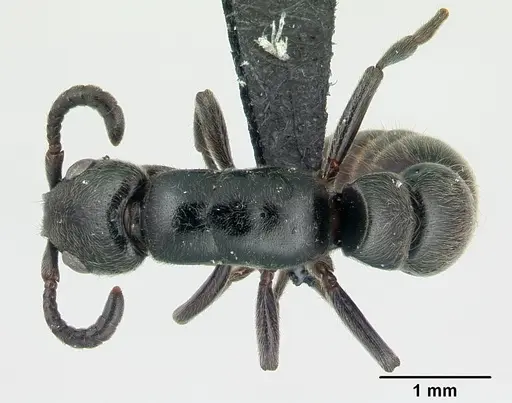 Simopone dignita specimen CASENT0493183 image casent0493183_1